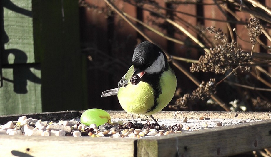 GREAT TIT ON THE BIRDTABLE